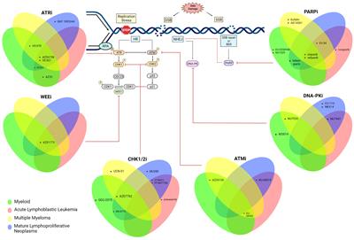Targeting the DNA damage response in hematological malignancies